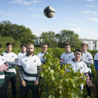 vendanges 2017