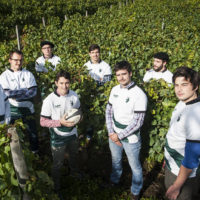 vendanges 2017