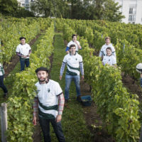 vendanges 2017