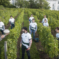 vendanges 2017