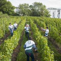 vendanges 2017